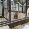 Вольер для кошки от Будкадогс